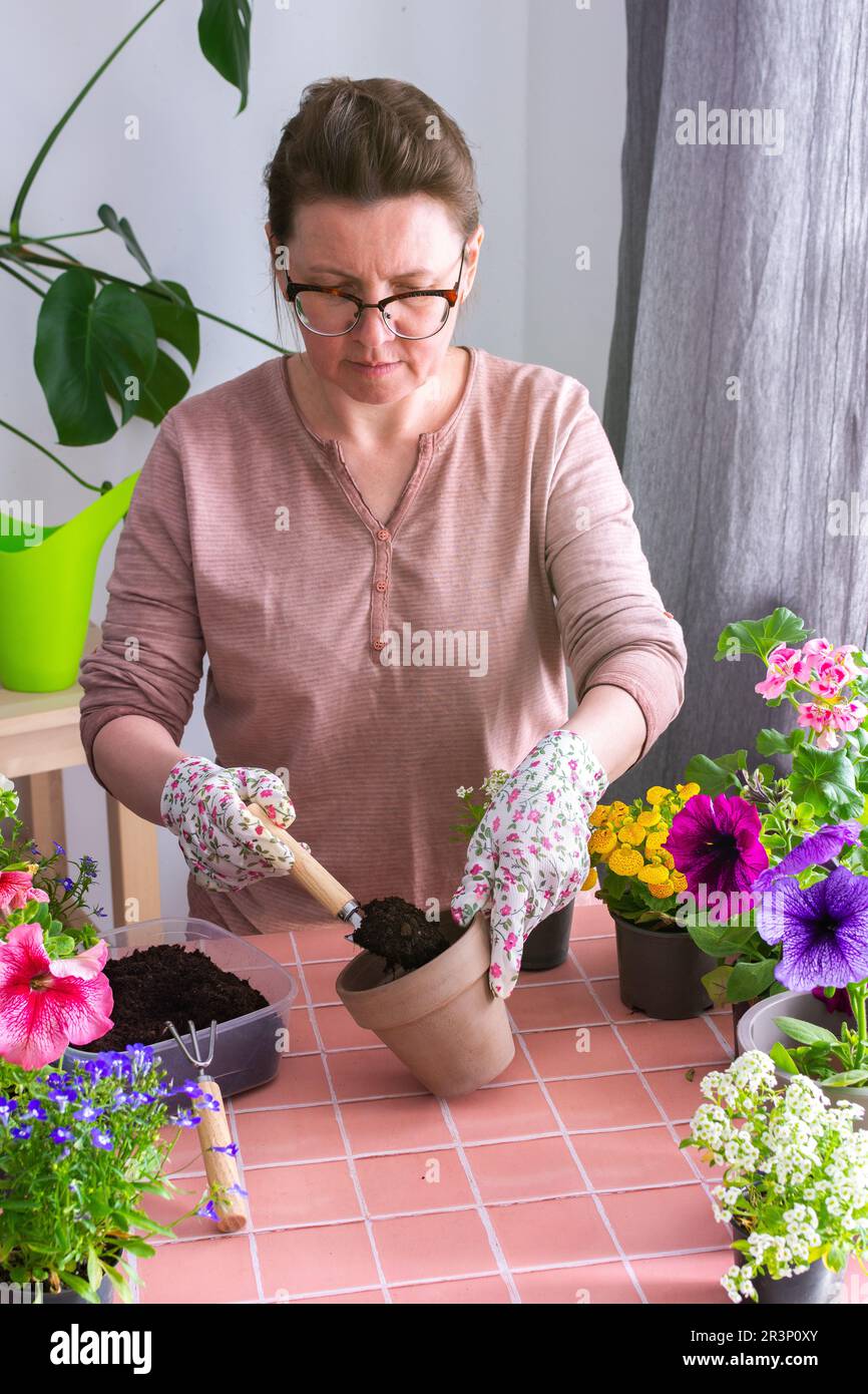 Spring decoration of a home balcony or terrace with flowers, woman planting flowers in pots, flowers on a background of pink tiles, home gardening Stock Photo