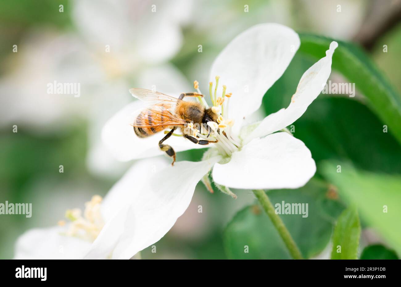 Honey bee foraging on a white apple blossom Stock Photo