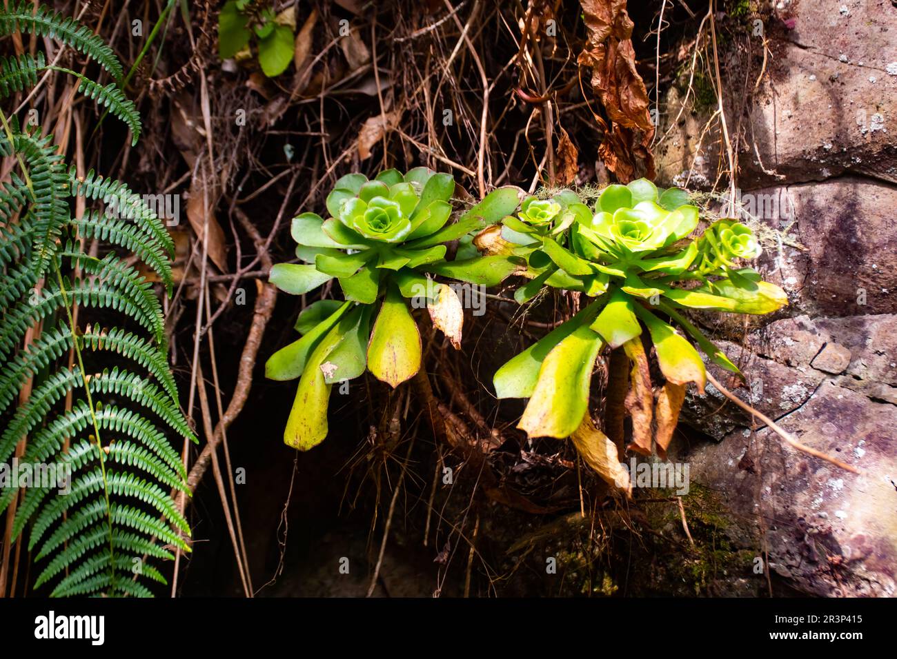 Aeonium glandulosum succulent, endemic to Madeira islands, Portugal Stock Photo