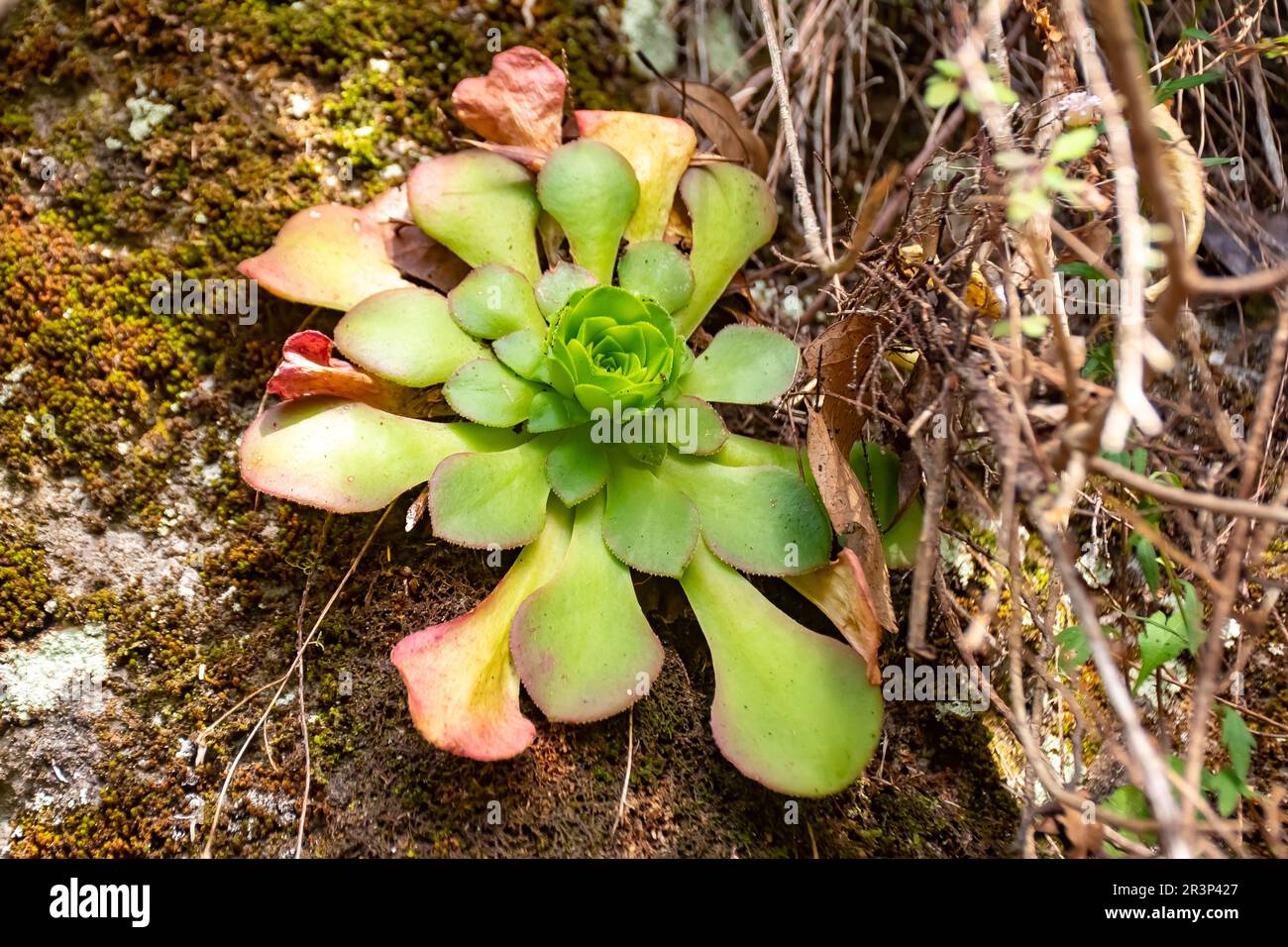 Aeonium glandulosum succulent, endemic to Madeira islands, Portugal Stock Photo