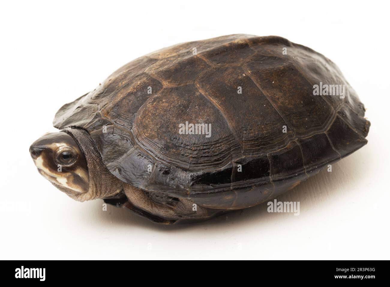 Black Marsh Turtle Siebenrockiella crassicollis Malayan Snaileating