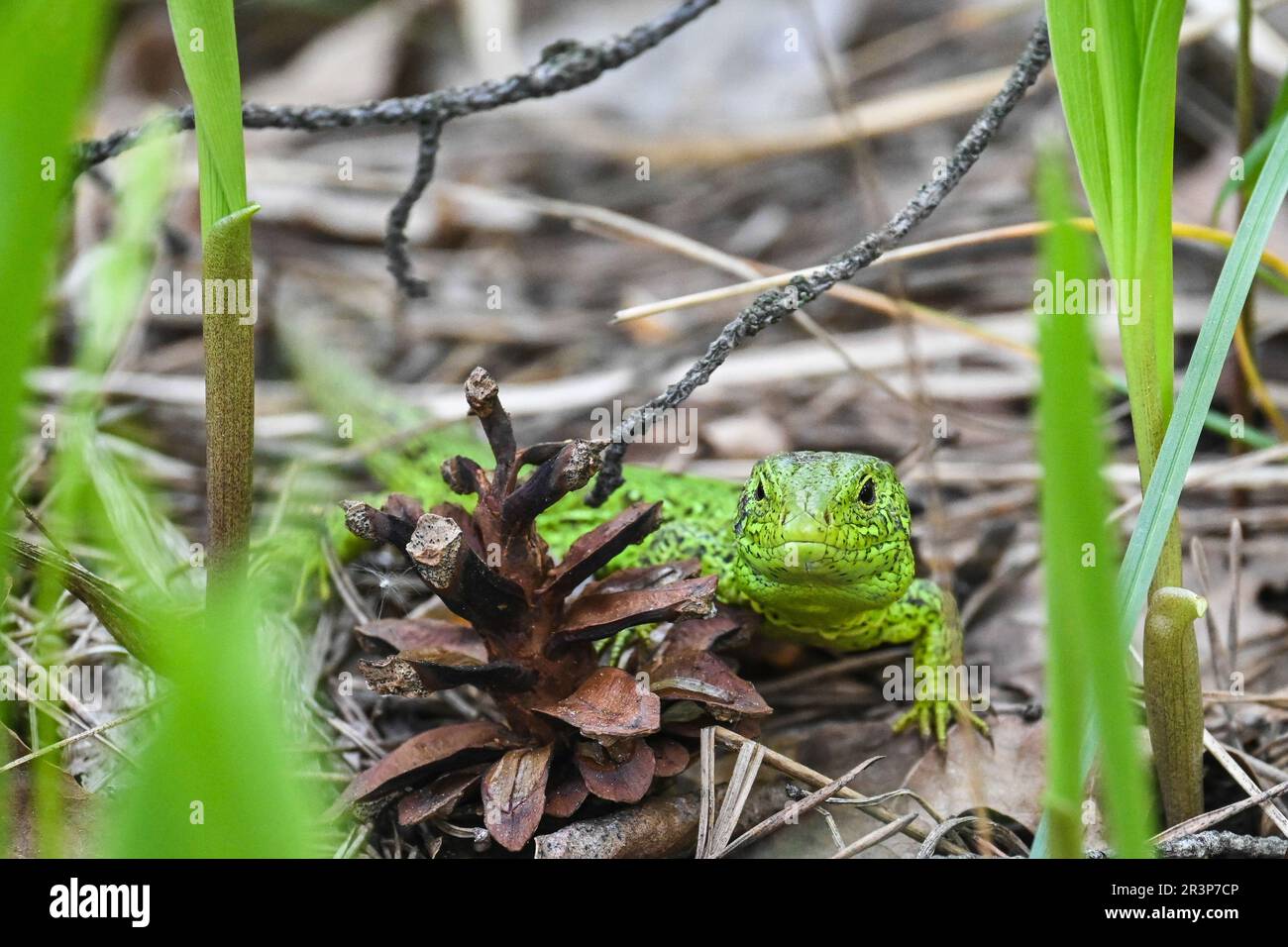 A nimble lizard in the wild. A green lizard on a background of dry stems and leaves. Stock Photo