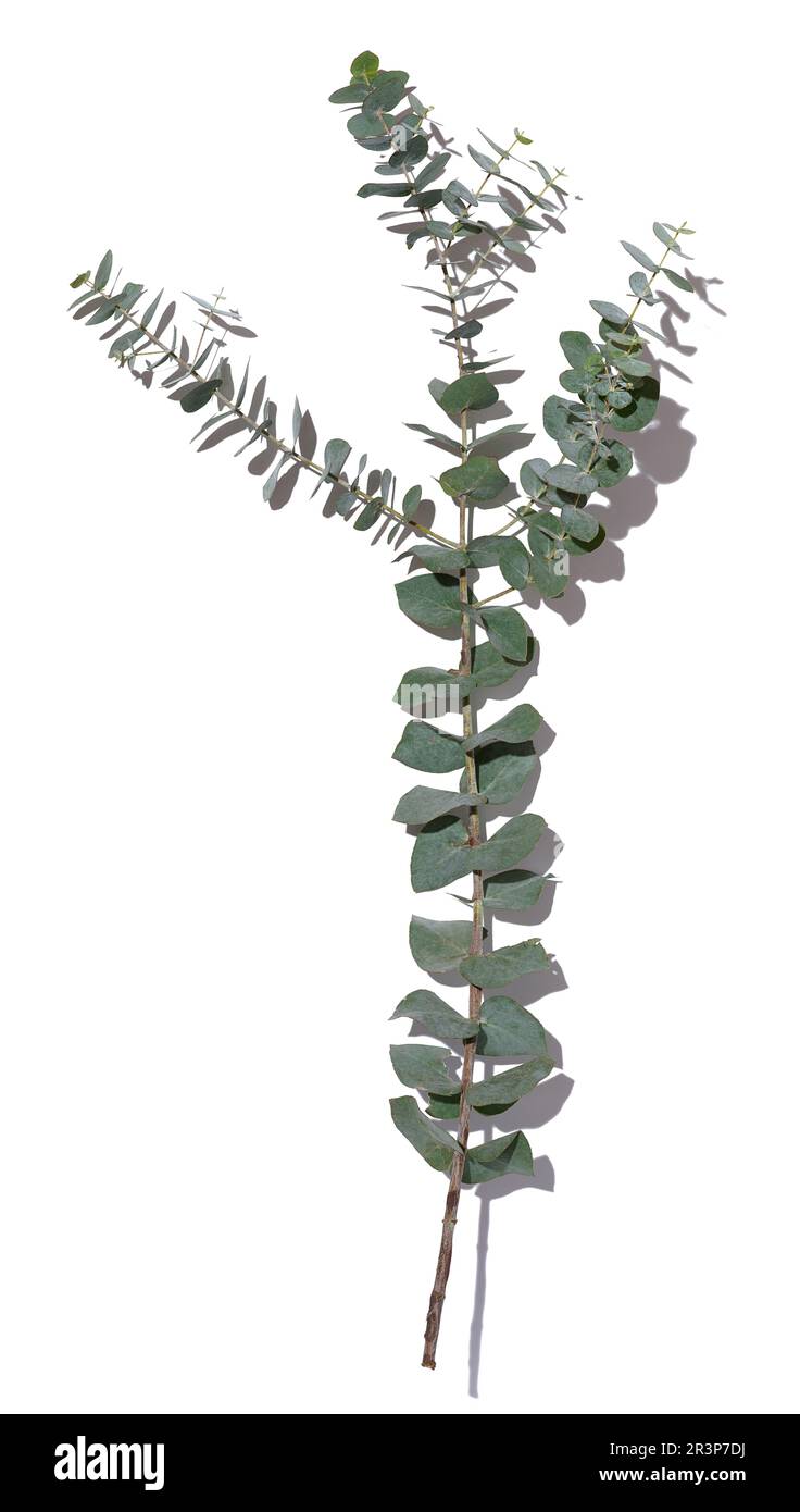 Eucalyptus branch green leaves hi-res stock photography and images - Alamy