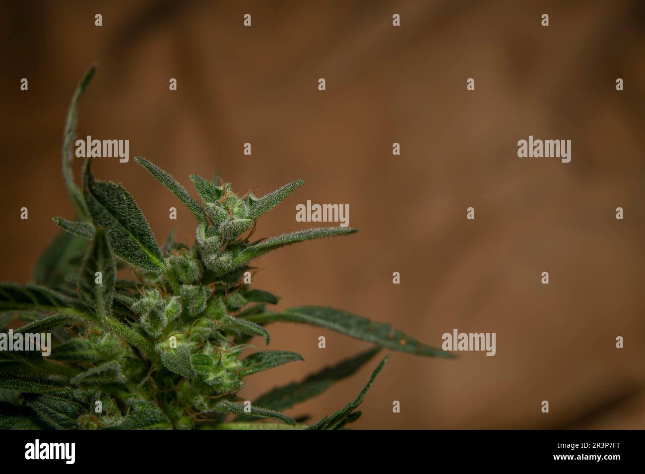 Northern lights variety of marijuana flower with ripened green blossom