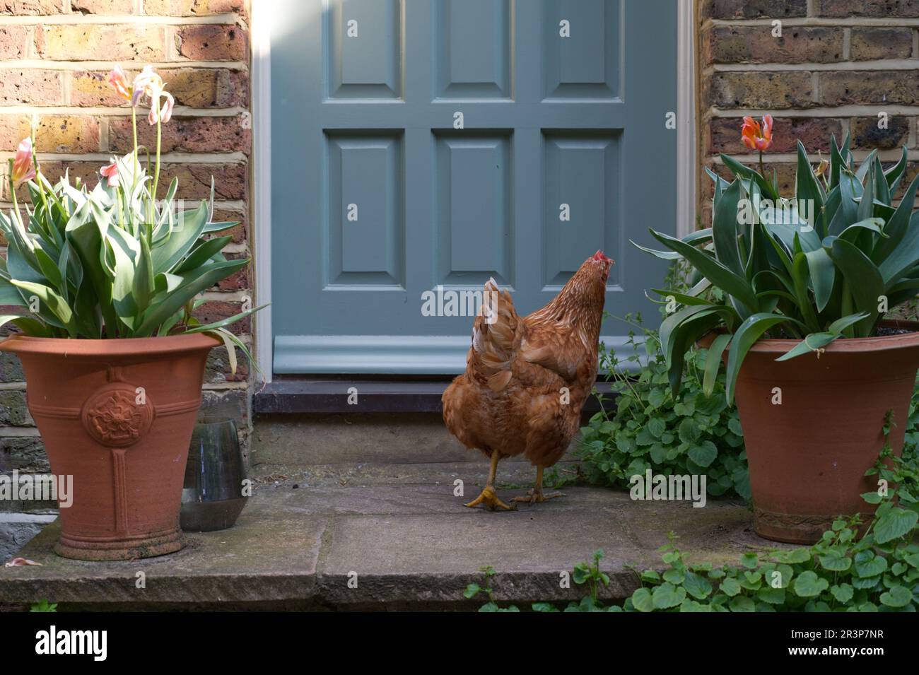 A pet chicken / hen trying to get into a door Stock Photo