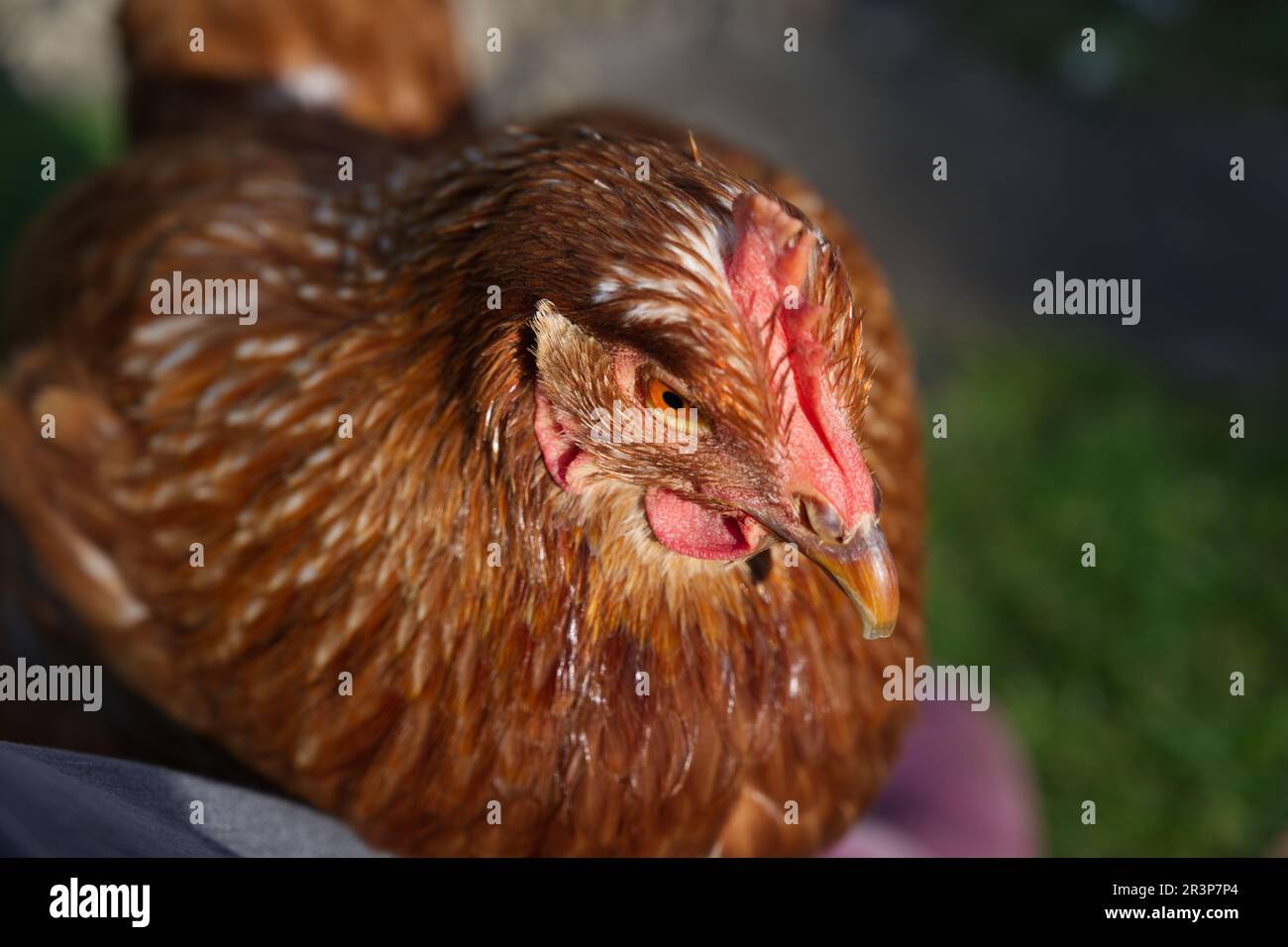 A pet chicken / hen enjoys the sun Stock Photo