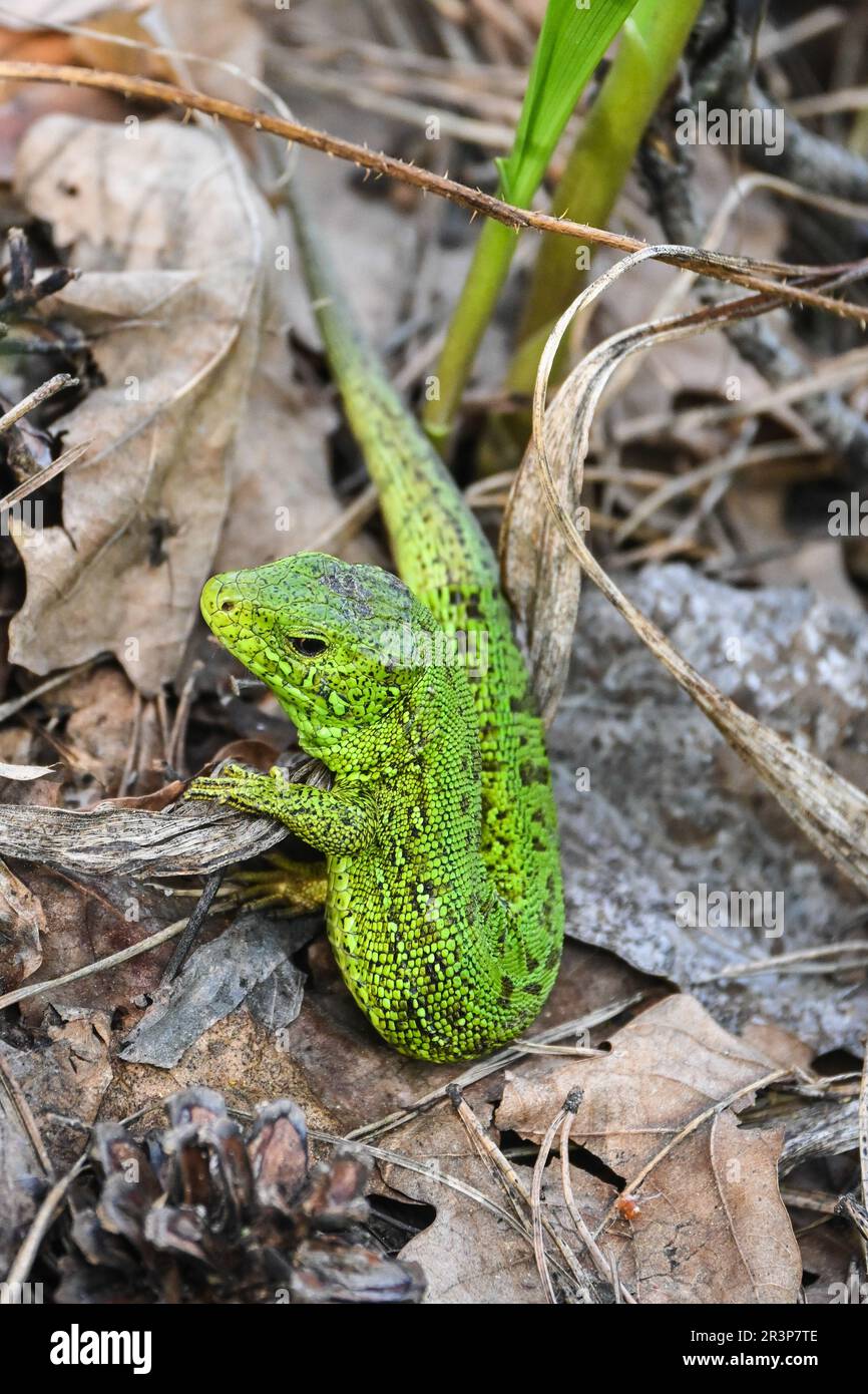 A nimble lizard in the wild. A green lizard on a background of dry stems and leaves. Stock Photo