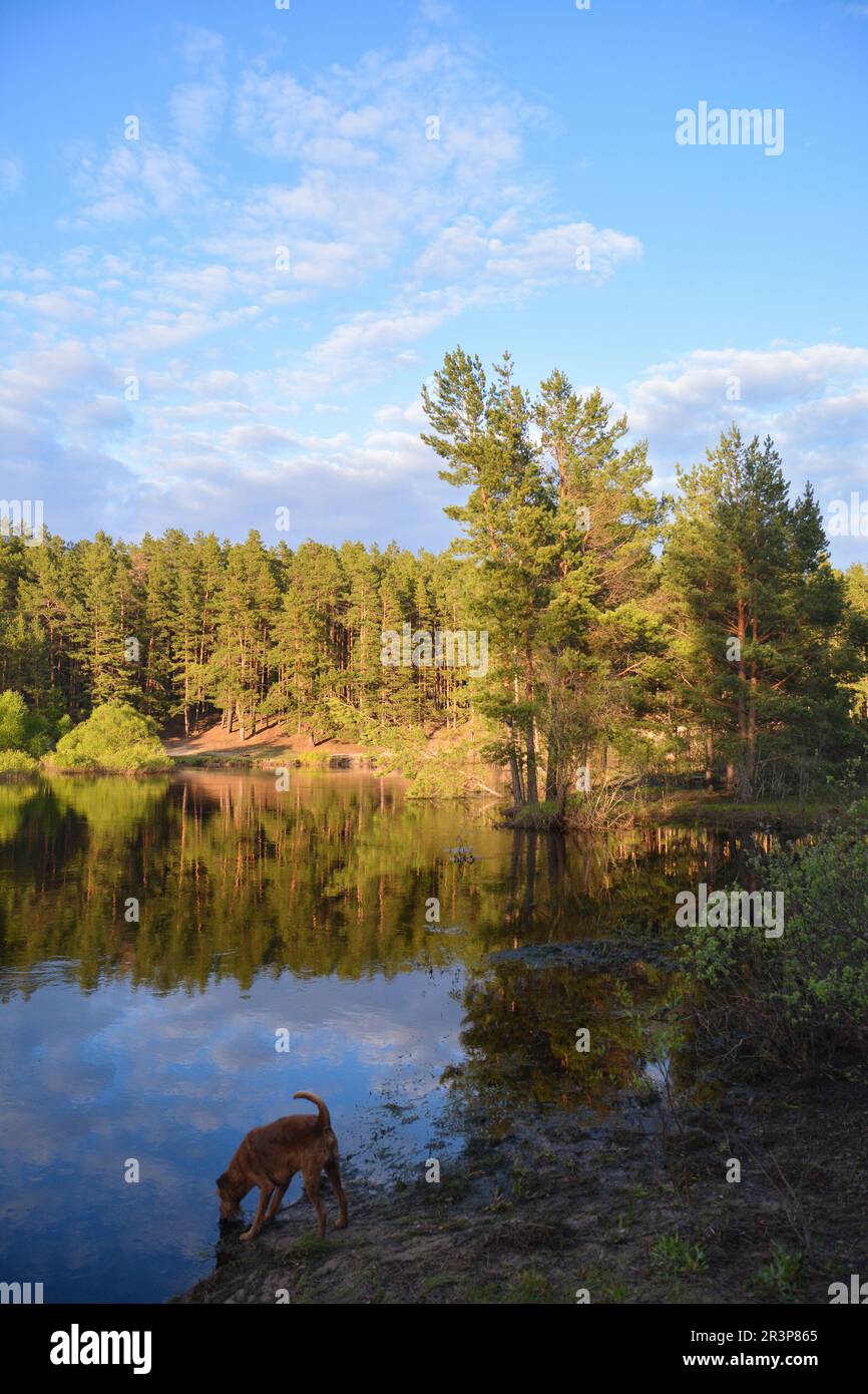 On the forest river in the Meshchersky National Park. Spring, a water ...