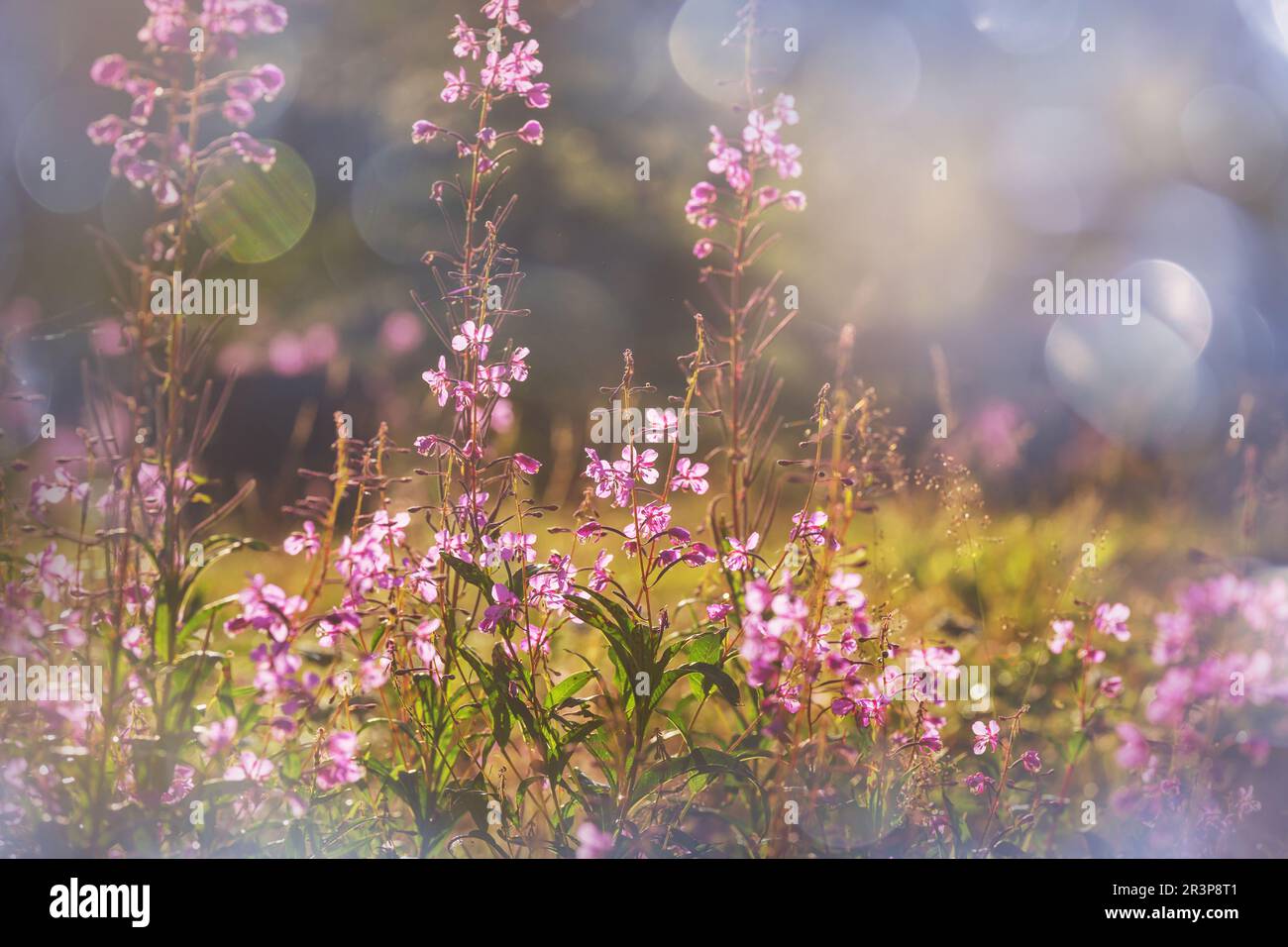 Countryside wildflowers hi-res stock photography and images - Alamy
