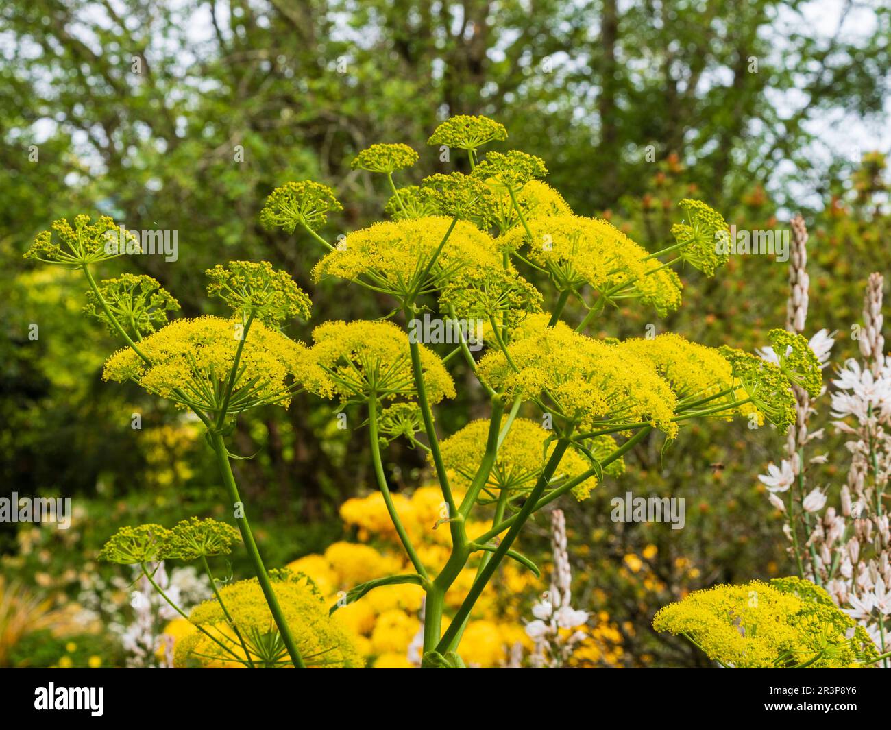 Yellow umbellifer flowers of the unscented, hardy, giant fennel, Ferula communis Stock Photo