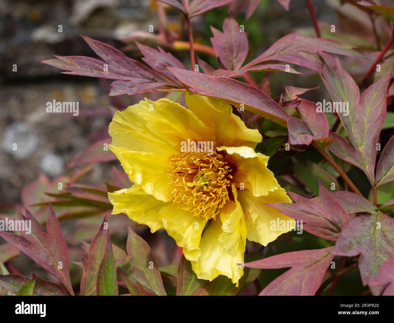 Yellow flower of the hardy, late spring flowering lutea group tree peony, Paeonia 'Helene Martin' Stock Photo