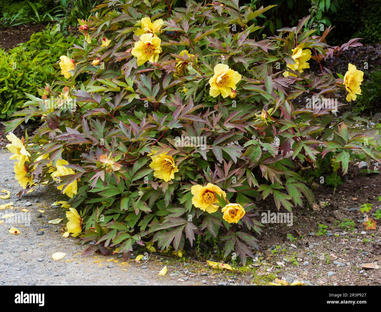 Yellow flowers of the hardy, late spring flowering lutea group tree peony, Paeonia 'Helene Martin' Stock Photo