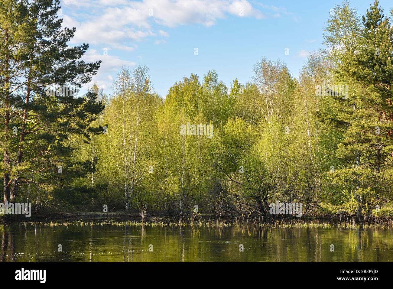 On the forest river in the Meshchersky National Park. Spring, a water ...