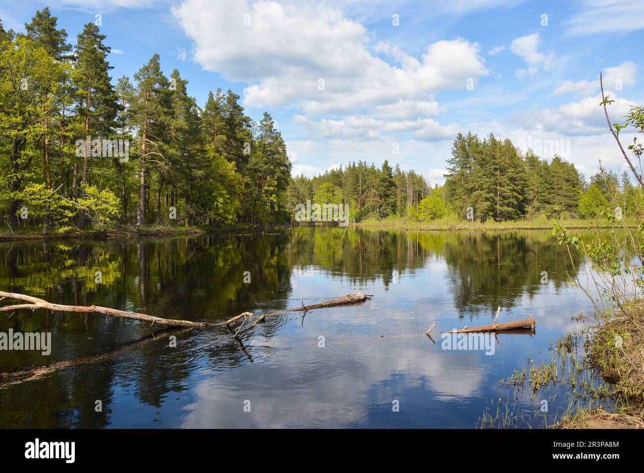 On the forest river in the Meshchersky National Park. Spring, a water ...