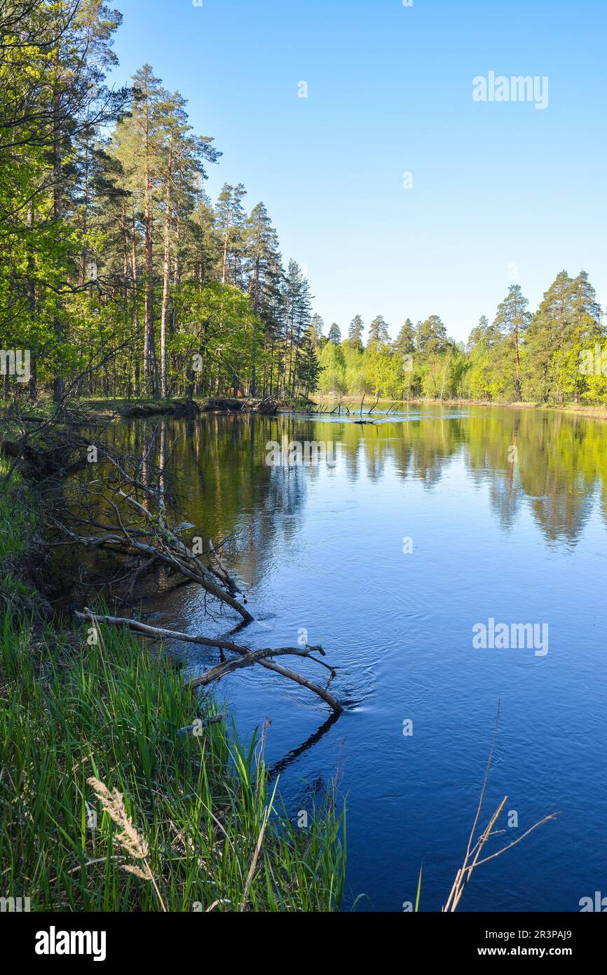 On the forest river in the Meshchersky National Park. Spring, a water ...