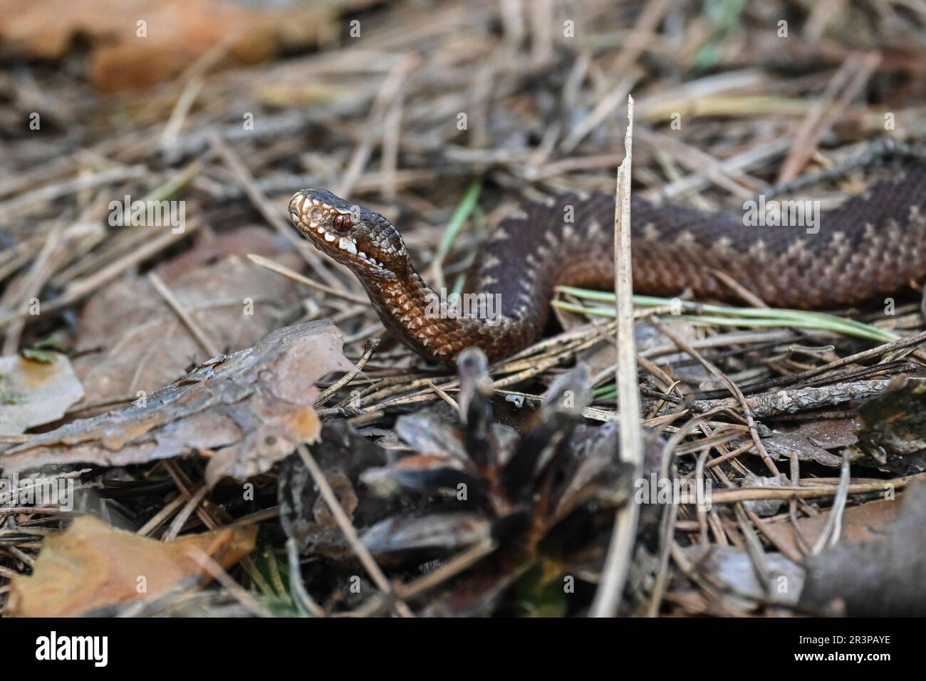 A viper in the wild. A poisonous snake on the background of grass stalks. Stock Photo