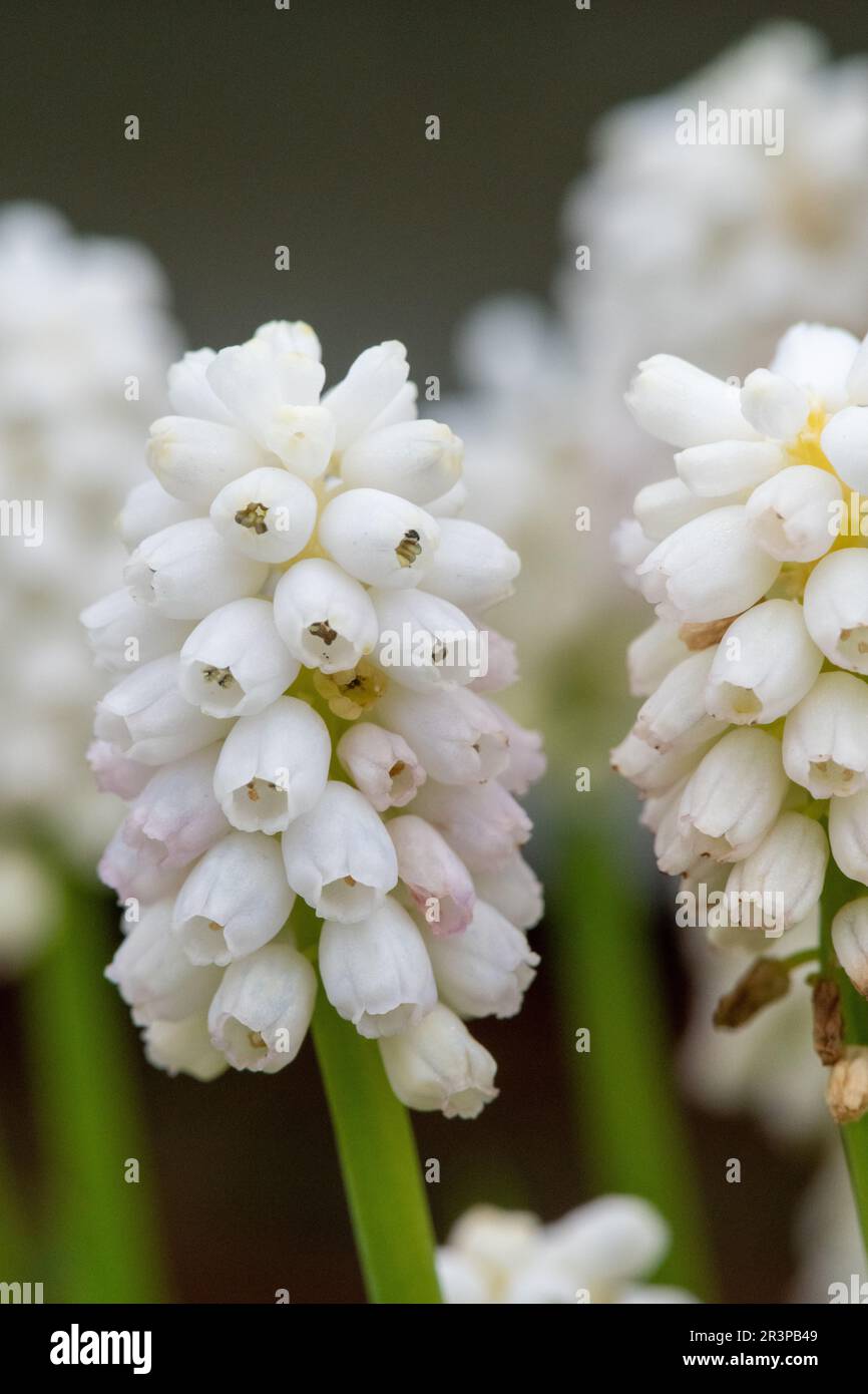 Close up of a white grape hyacinth (muscari aucheri) flowers in bloom Stock Photo