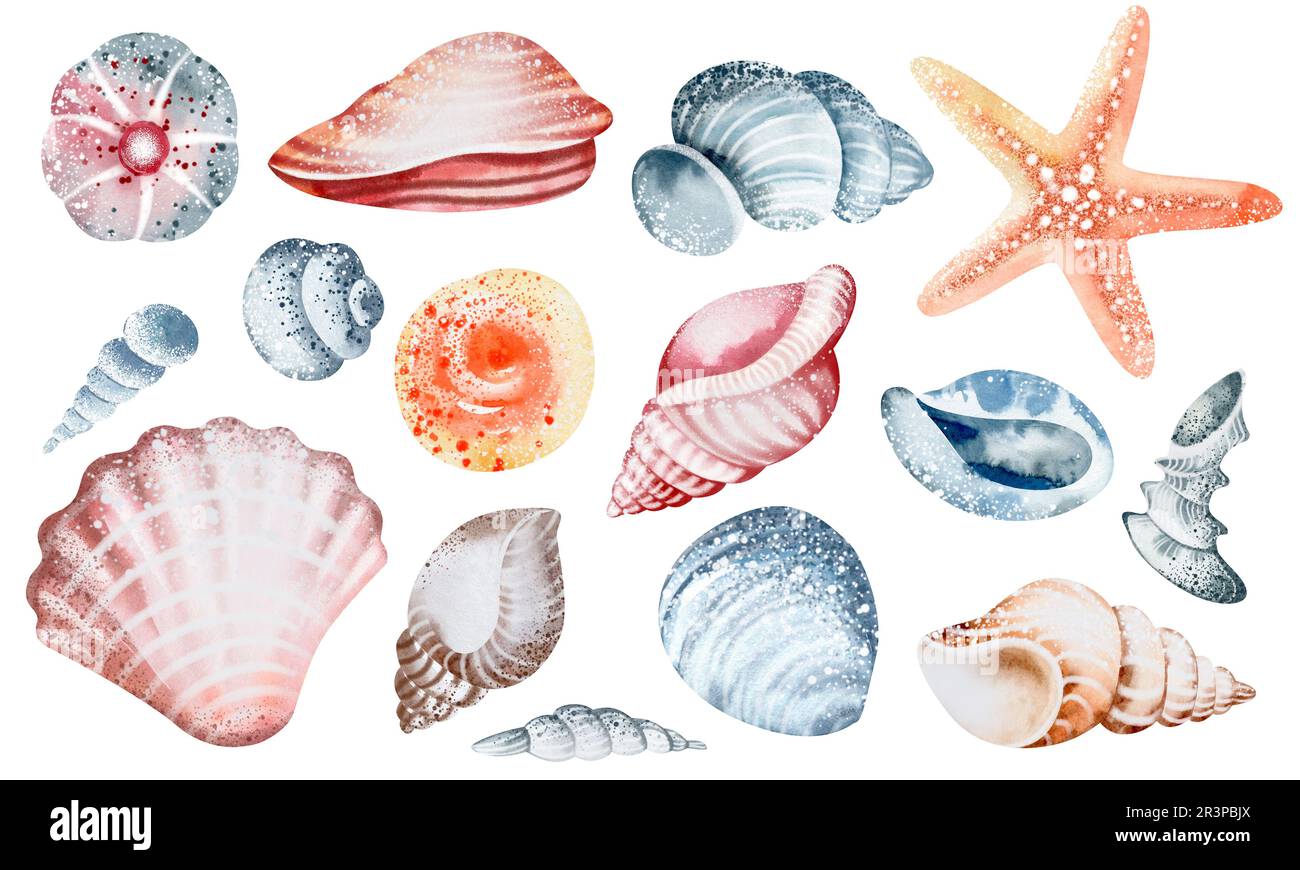 Set Of Seashells On Isolated White Background Watercolor Illustration 