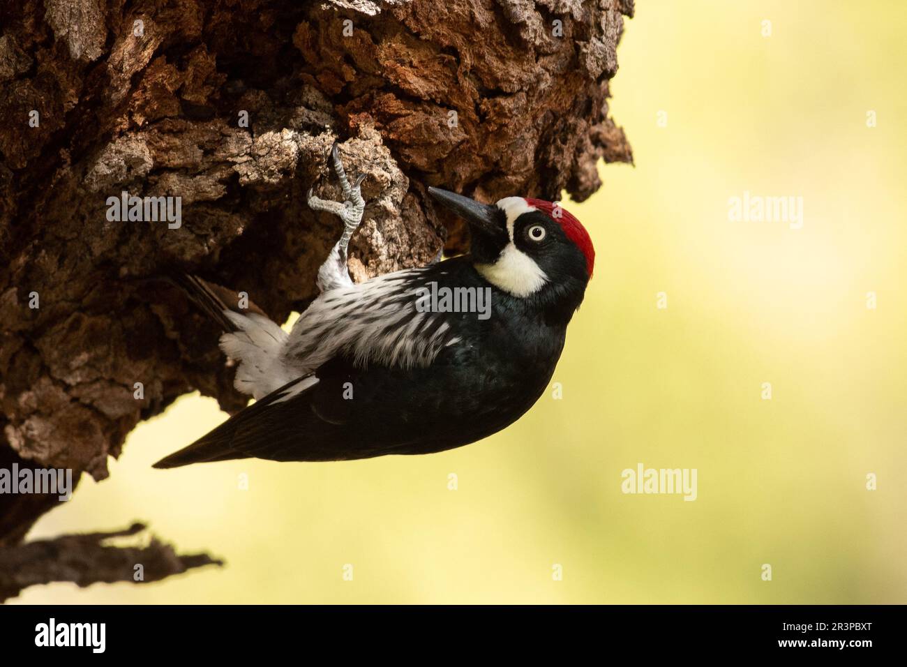Acorn woodpecker clinging onto a tree Stock Photo