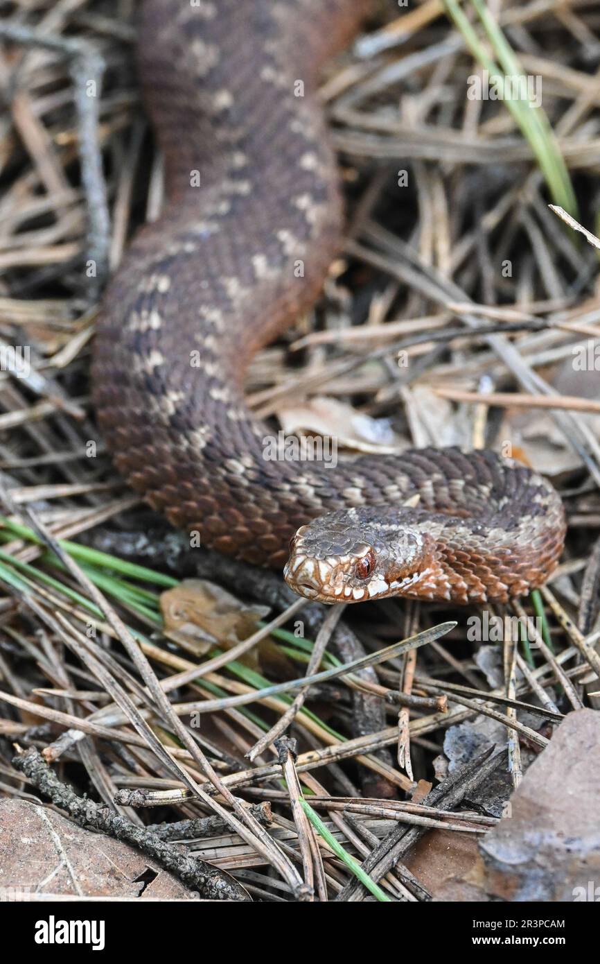 A viper in the wild. A poisonous snake on the background of grass stalks. Stock Photo