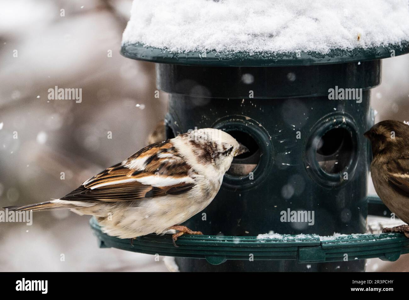Leucistic house sparrow in winter. Stock Photo