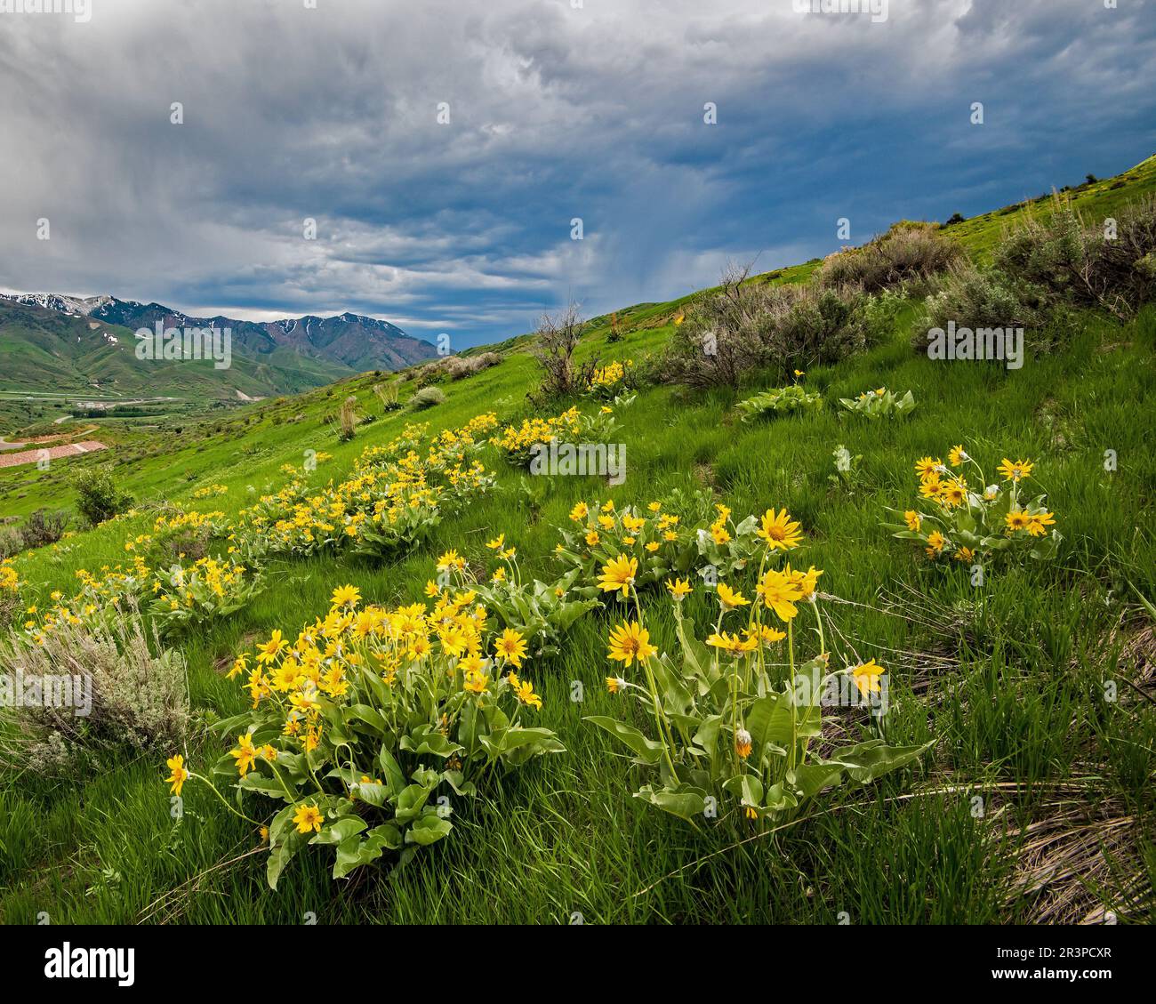 Growing salt lake city hi-res stock photography and images - Alamy