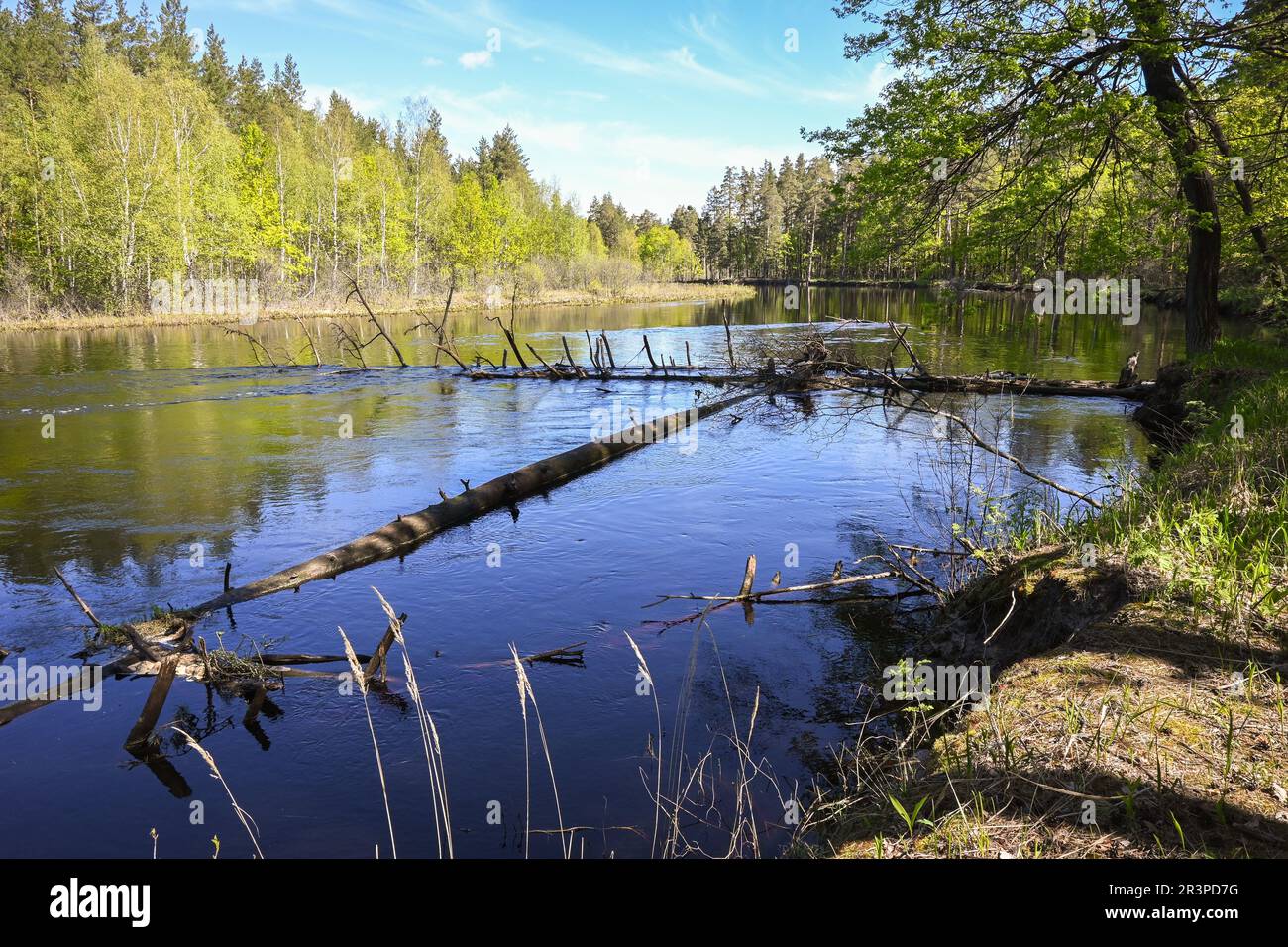 On the forest river in the Meshchersky National Park. Spring, a water ...