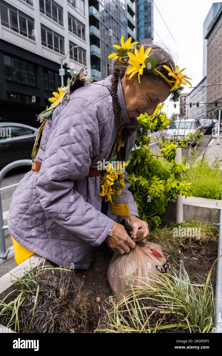 Seattle, USA. 22nd May, 2023. The Transit Fairy planting sunflowers