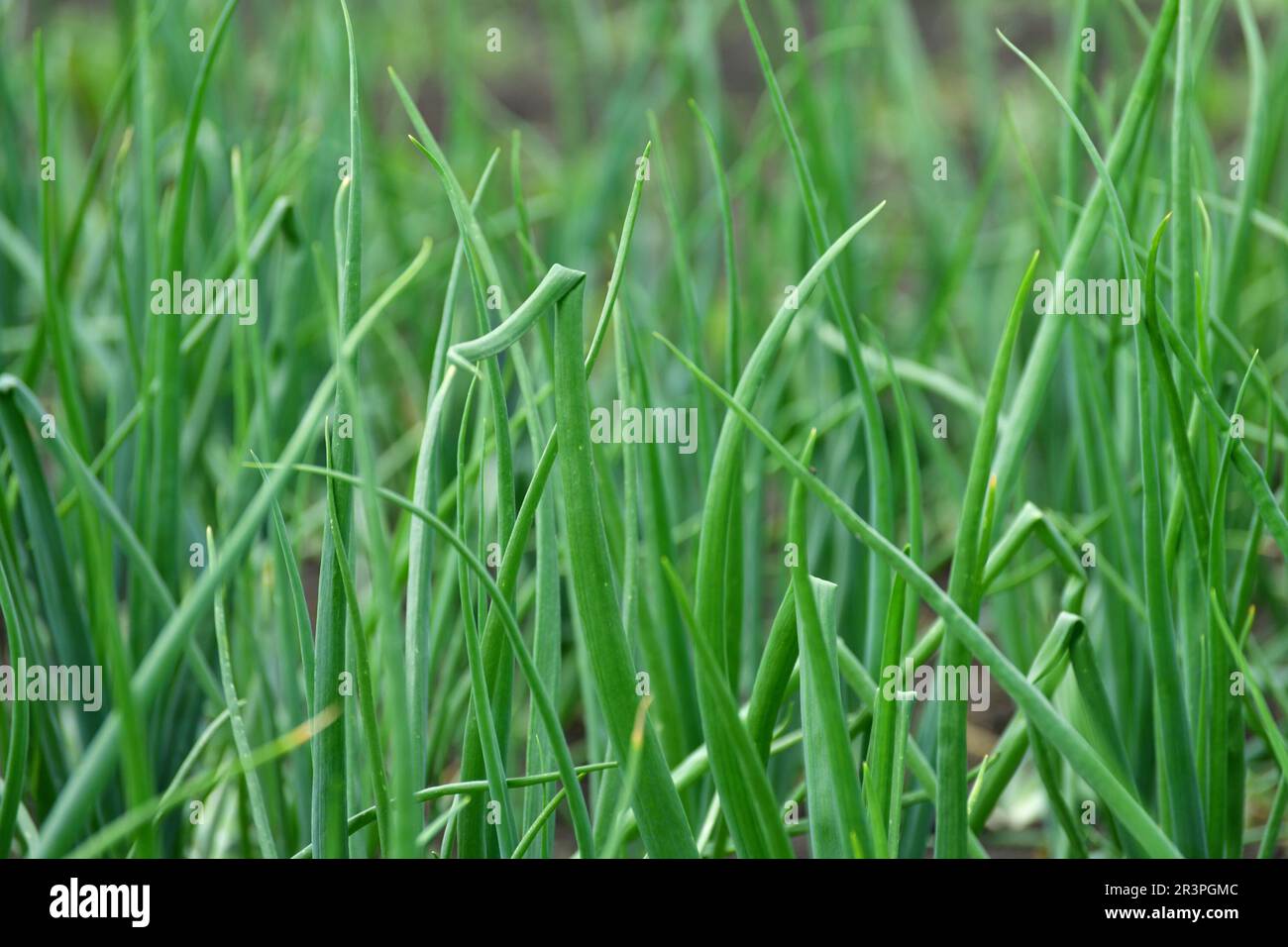 Onion spike hi-res stock photography and images - Alamy