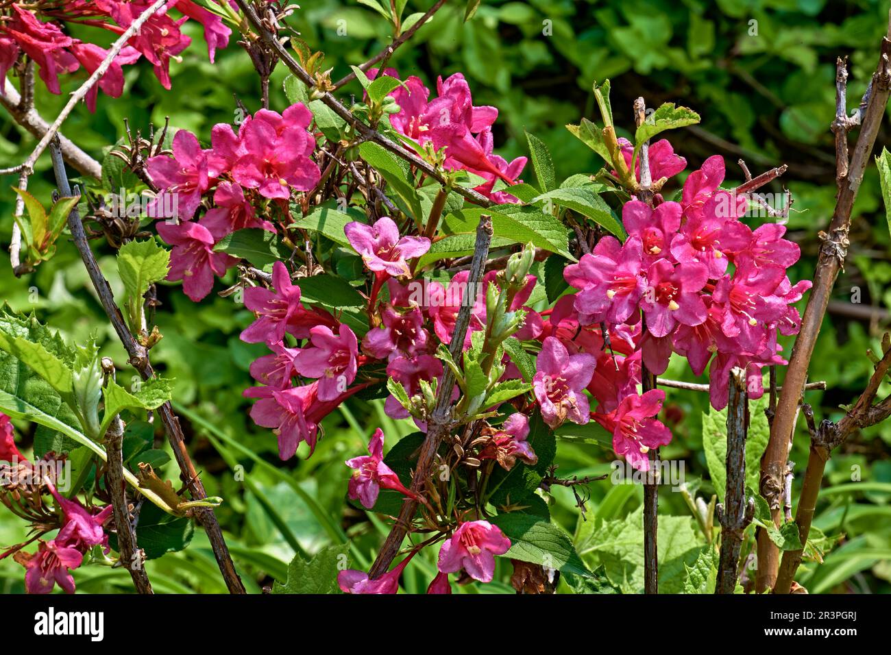 Java Red Weigela with deep red flower buds that open to rosy, trumpet-shaped flowers. Native to northern China, Korea and Japan. Stock Photo