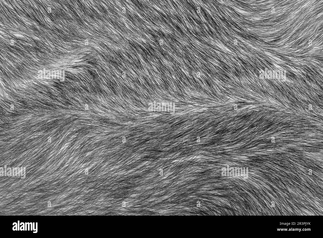 Texture. Animal fur. The coat is long and short. Colored and monochrome
