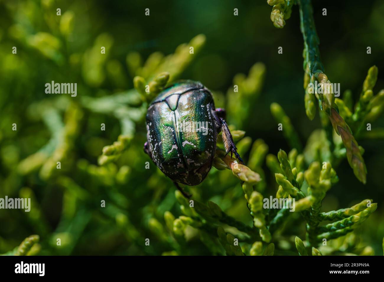 Macro shot of beautiful, metallic, shiny green and copper beetle (Protaetia cuprea) on green leaf surrounded with vegetation at spring. Protaetia cupr Stock Photo