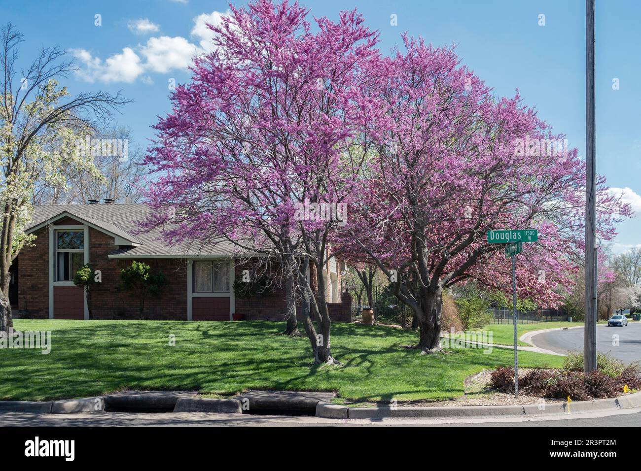 Two blooming Eastern redbud trees, Cercis canadensis, on a corner property in a neighborhood of Wichita, Kansas, USA. Stock Photo