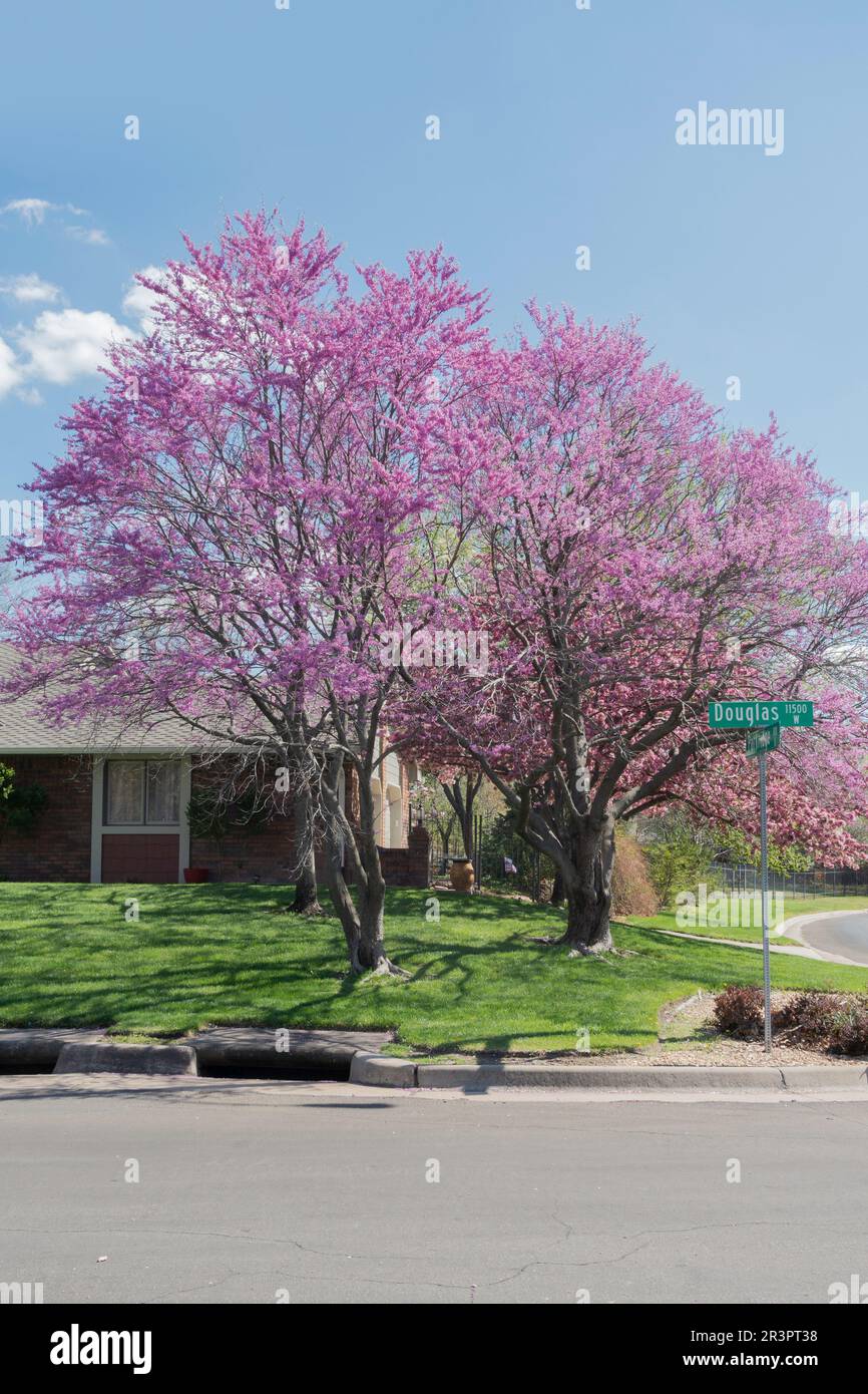 Two blooming Eastern redbud trees, Cercis canadensis, on a corner property in a neighborhood of Wichita, Kansas, USA. Stock Photo