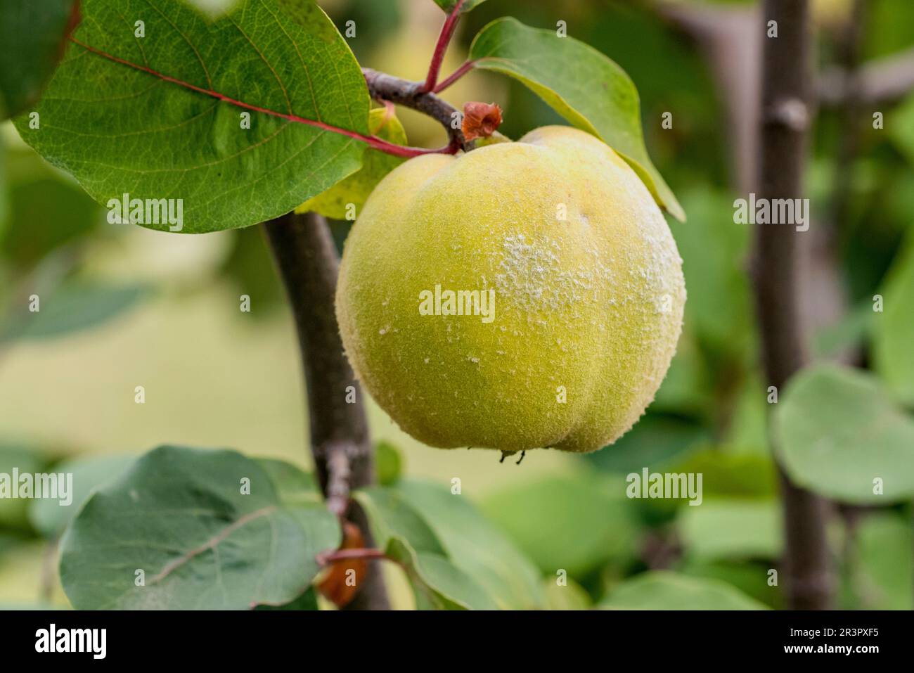 Common quince (Cydonia oblonga Champion), quince of cultivar Champion on a tree Stock Photo