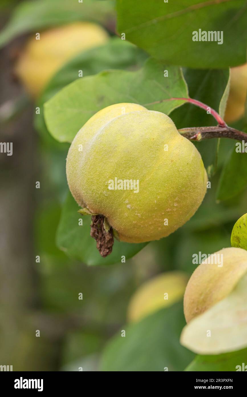 Common quince (Cydonia oblonga Wudonia), quince of cultivar Wudonia on a tree Stock Photo