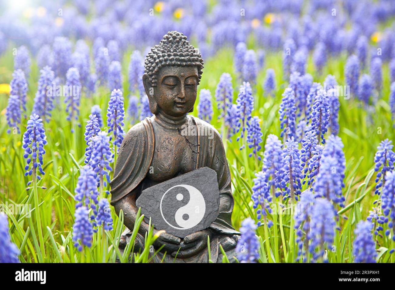 Buddha statue sitting on a meadow with grape hyacinths with the ying yang symbol, Taijitu Stock Photo