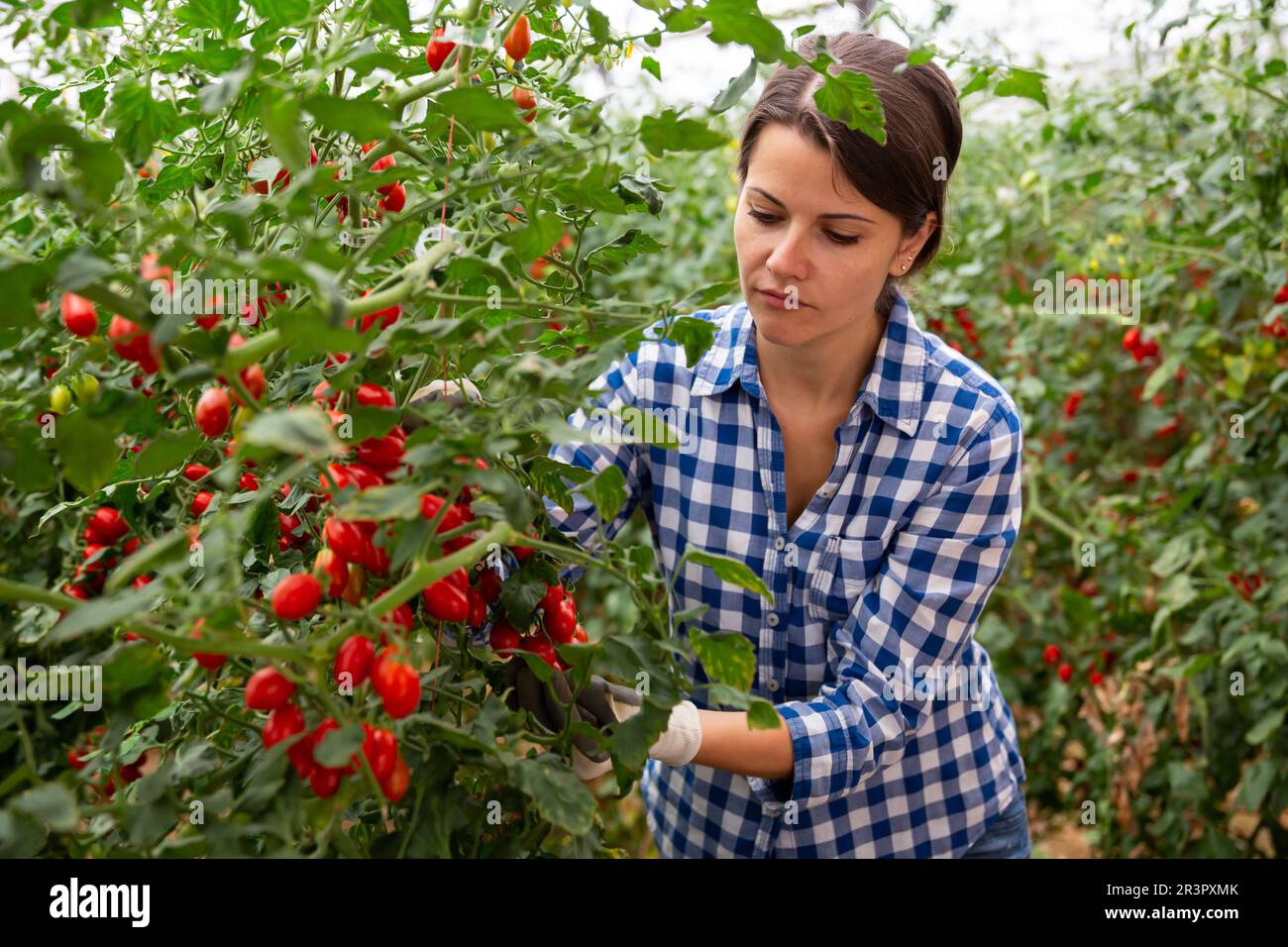 Positive woman harvesting fresh cherry tomatoes in greenhouse Stock ...