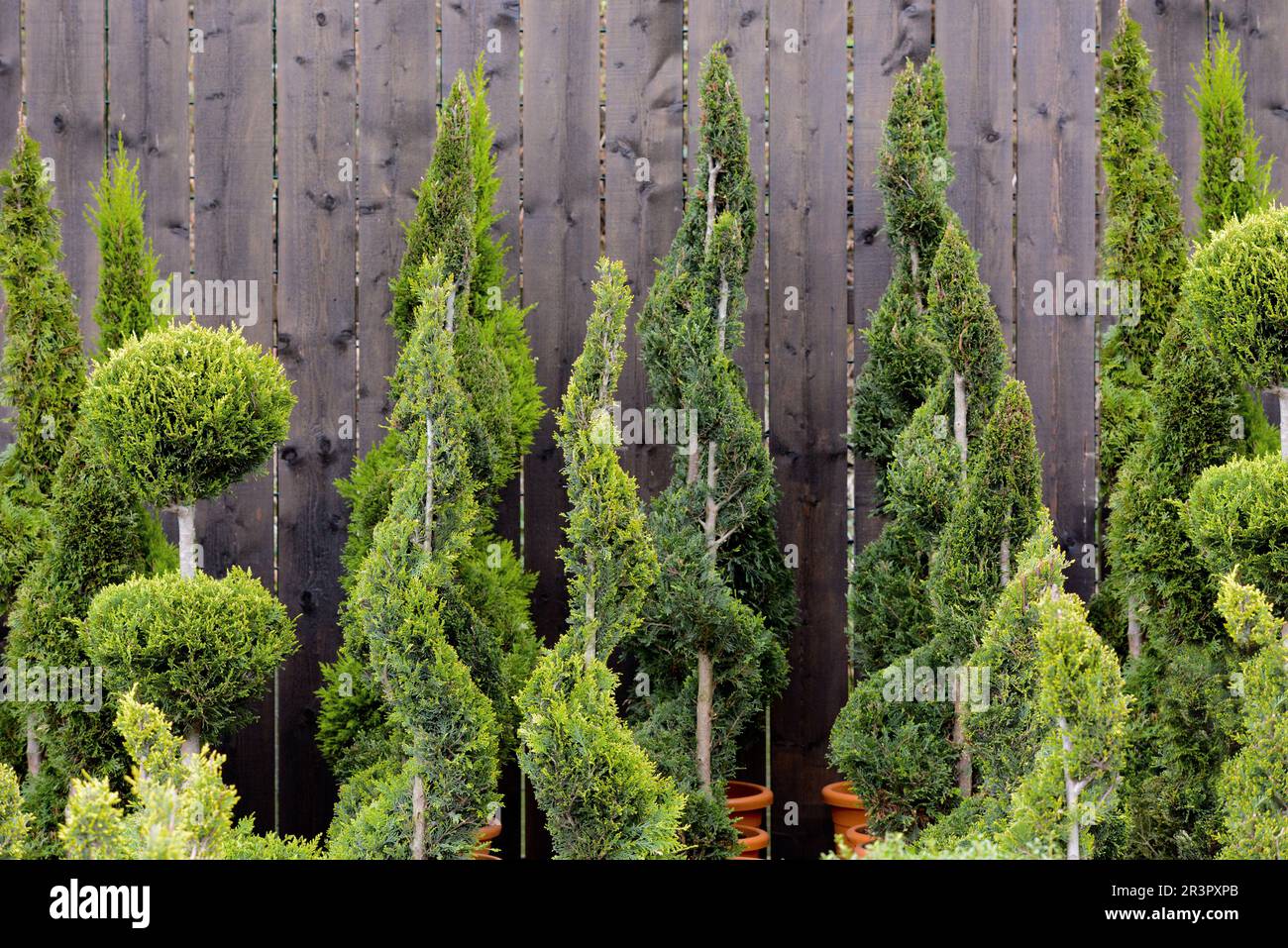 cypresses, topiary Stock Photo