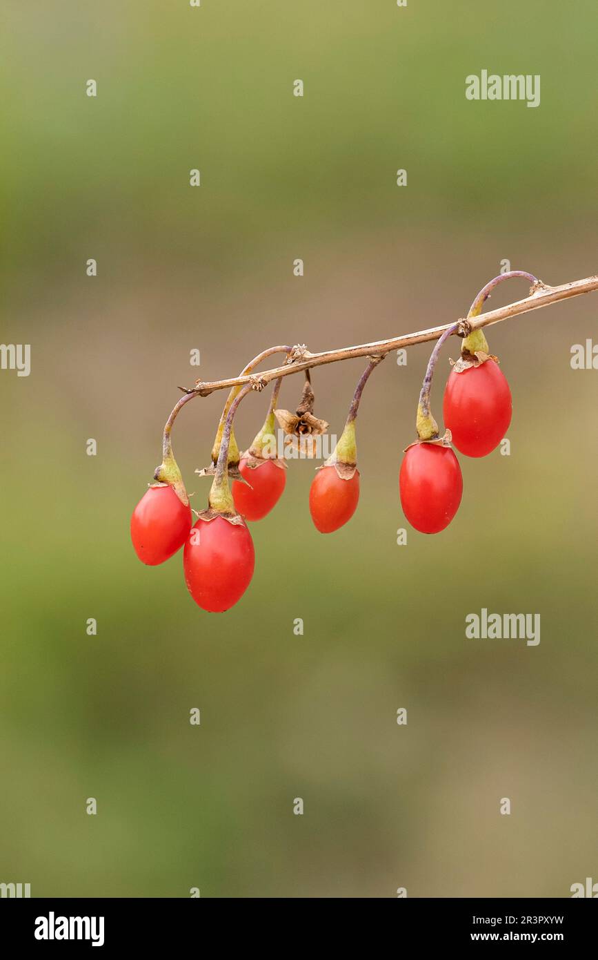 Chinese wolfberry, common matrimony vine (Lycium barbarum Sweet Lifeberry), friuits of cultivar Sweet Lifeberry Stock Photo