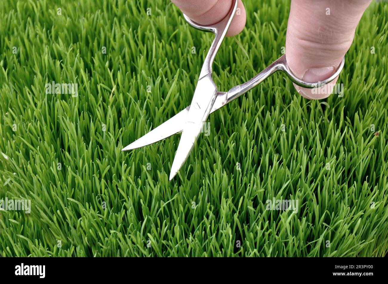 English lawn is cut with nail scissors Stock Photo