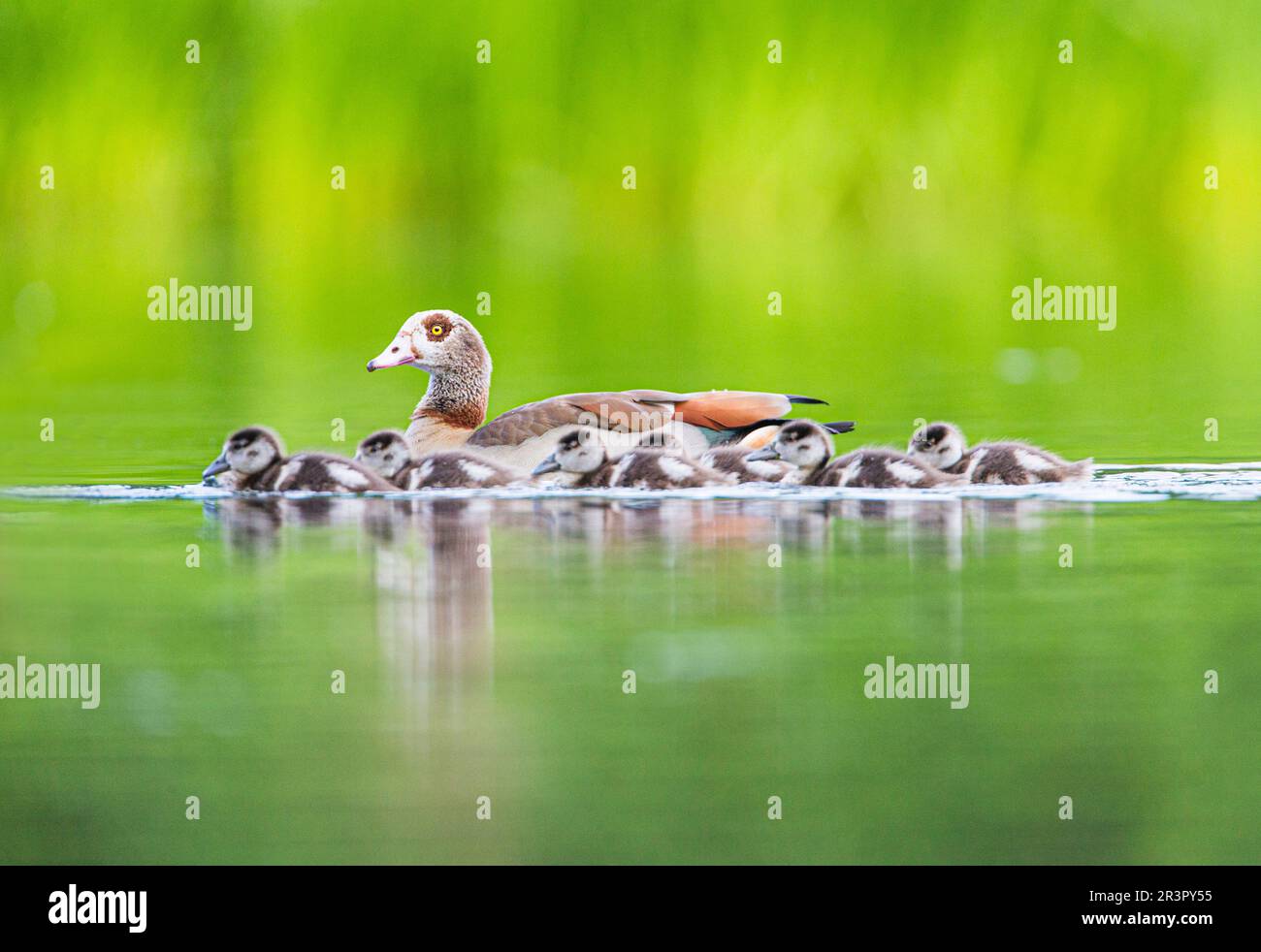 Egyptian goose (Alopochen aegyptiacus), swimming with young birds on a