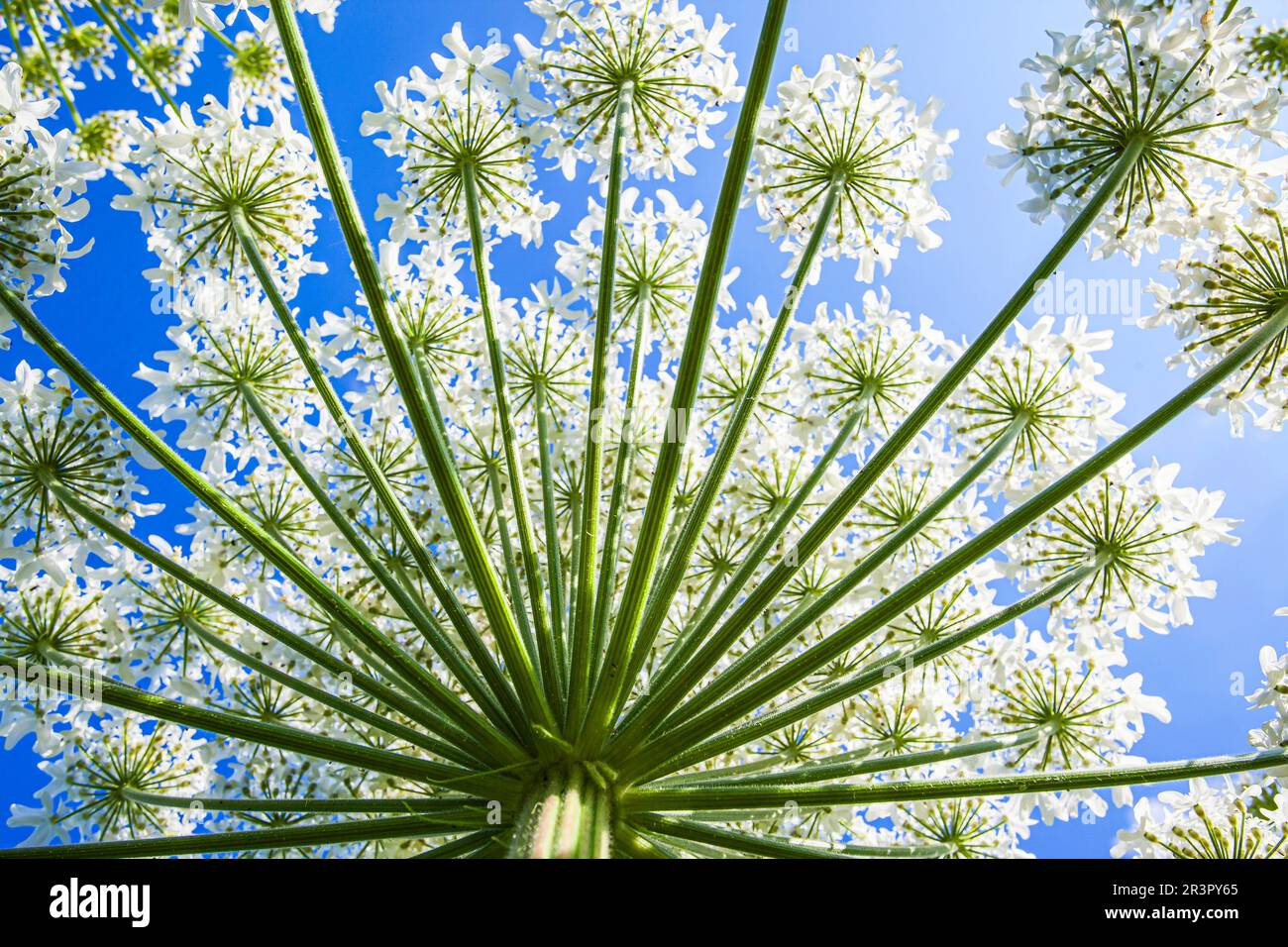 Giant hogweed (Heracleum mantegazzianum), umbel against blue sky, Germany, Bavaria Stock Photo