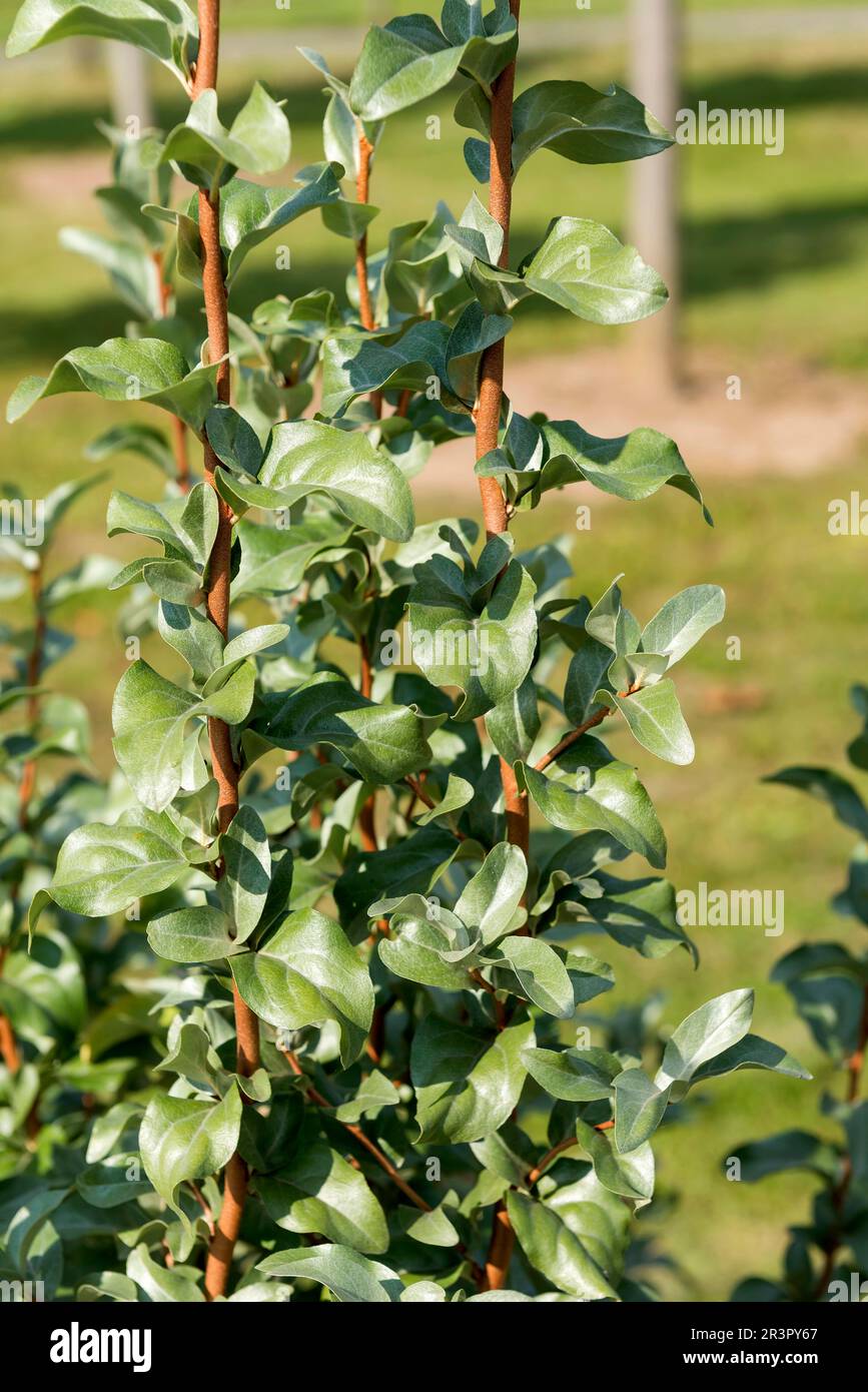 American silverberry (Elaeagnus commutata), branches, Europe, Bundesrepublik Deutschland Stock Photo