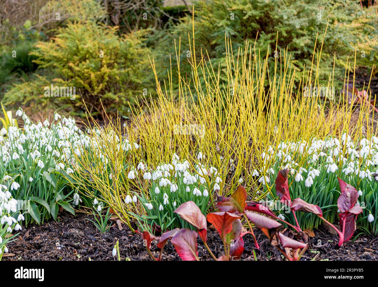 Red osier, Red-osier dogwood, red brush, red willow, redstem dogwood ...