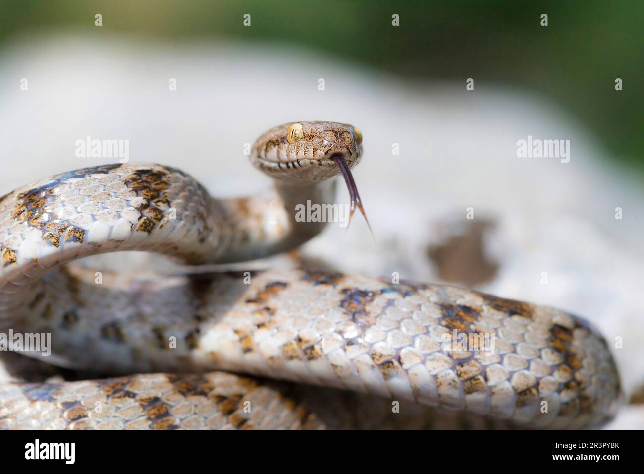 cat snake, European cat snake (Telescopus fallax), darting its tongue in and out, Croatia, Cres Stock Photo