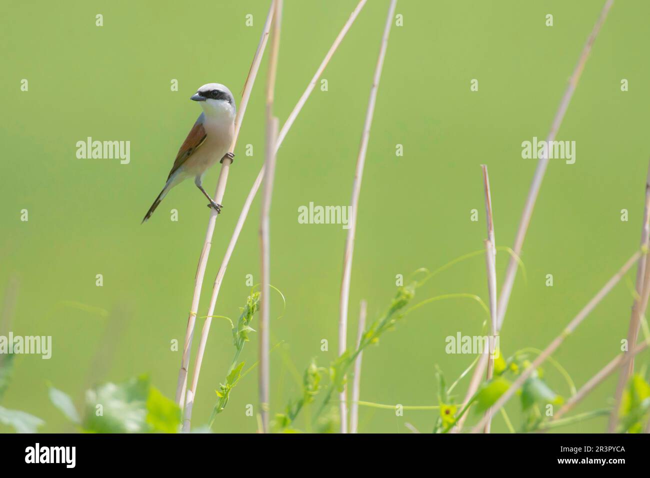 red-backed shrike (Lanius collurio), male perching at a dried stem, Austria Stock Photo