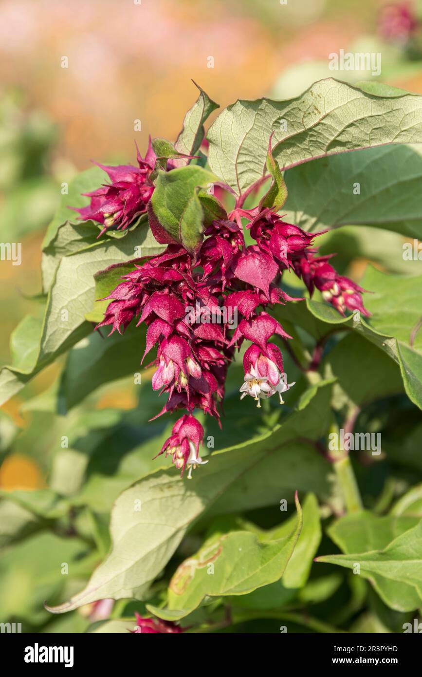 Himalayan Honeysuckle, Flowering Nutmeg, Himalaya Nutmeg, Pheasant