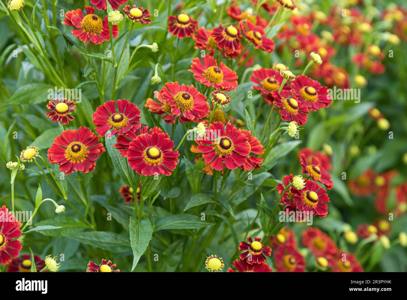 Sneezeweed (Helenium Rubinzwerg), blooming, cultivar Rubinzwerg Stock Photo