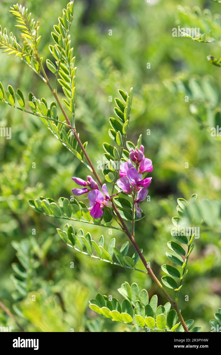 Himalayan indigo, indigo bush (Indigofera heterantha), blooming, Europe, Bundesrepublik Deutschland Stock Photo